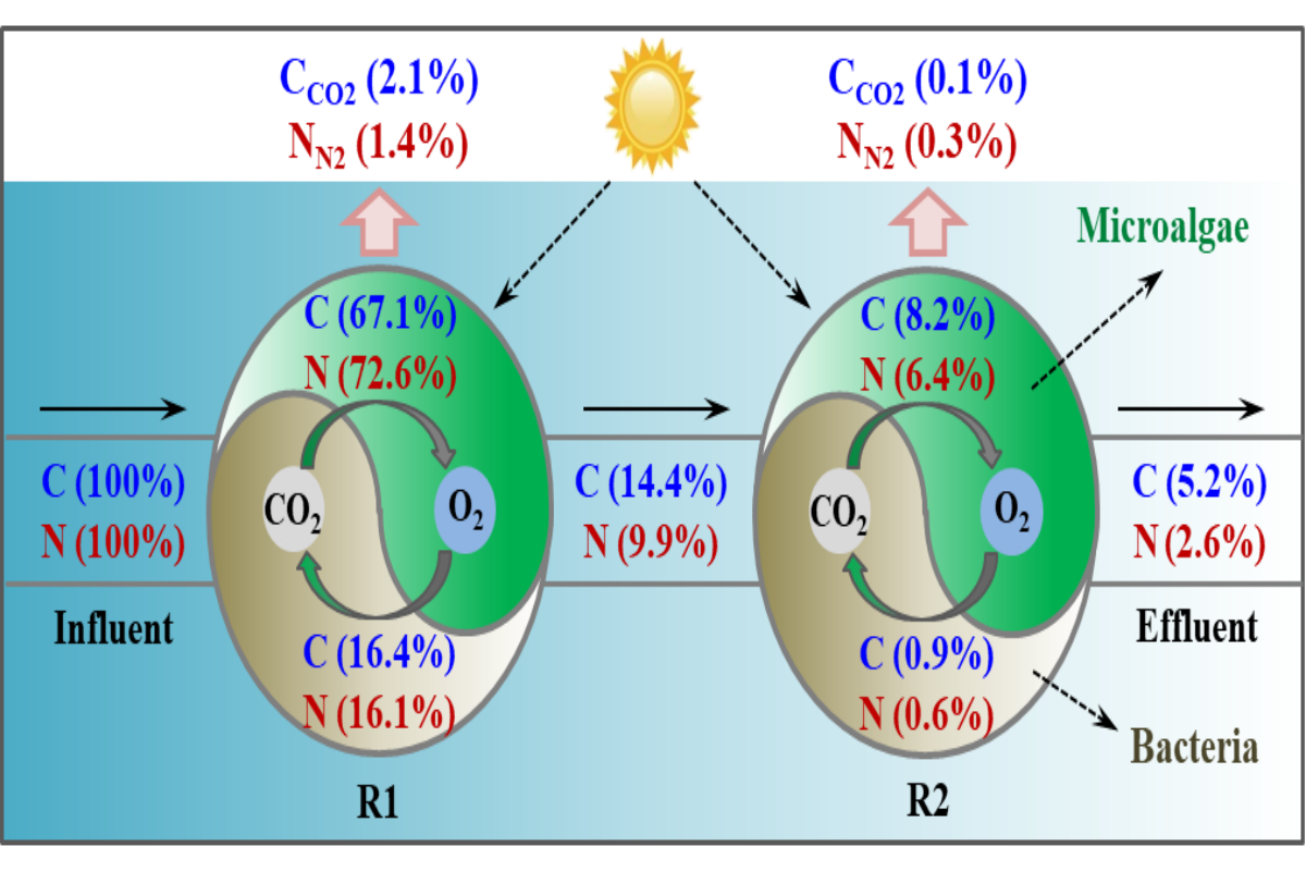 图1 藻菌生物膜反应器处理灰水过程中不同位置的碳和氮质量流(1)